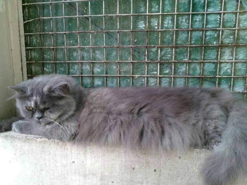 Image of PERSIAN CAT posted on 2022-03-26 13:00:08 from NOIDA