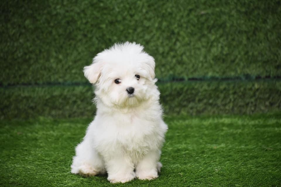 Maltese