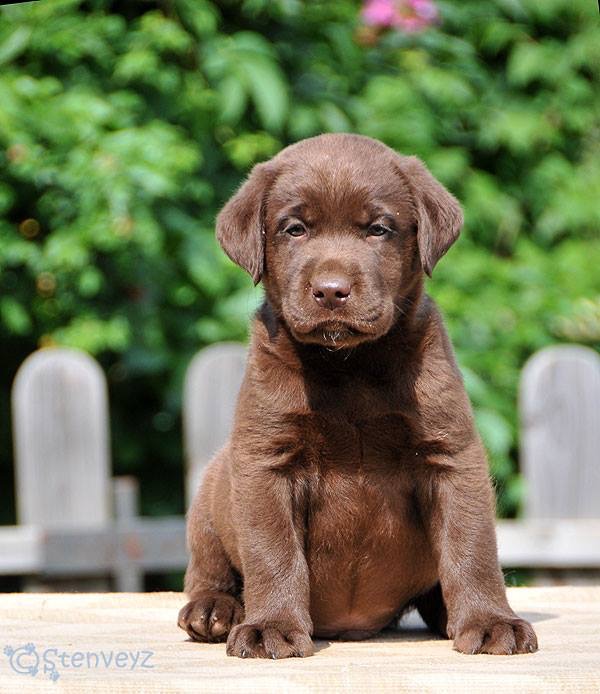 Image of Labrador posted on 2022-08-22 04:07:05 from Mumbai