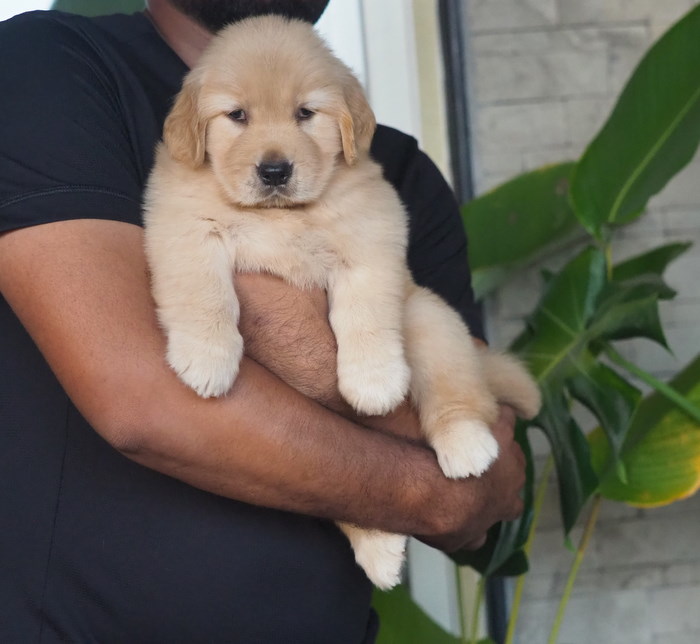 Image of Golden Retriever posted on 2022-08-22 04:07:05 from Mumbai