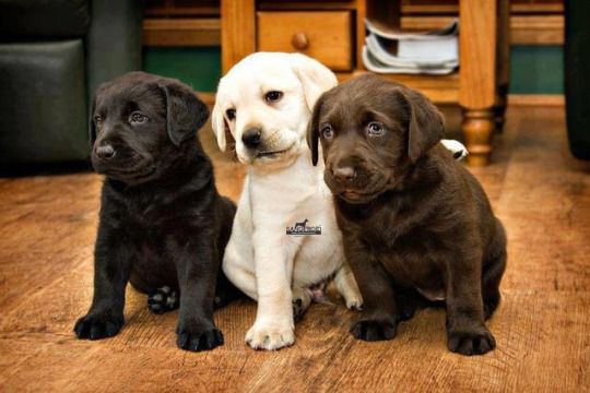 Double store bone labrador