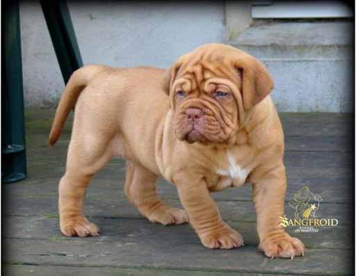 Image of French Mastiff posted on 2022-08-22 04:07:05 from Mumbai