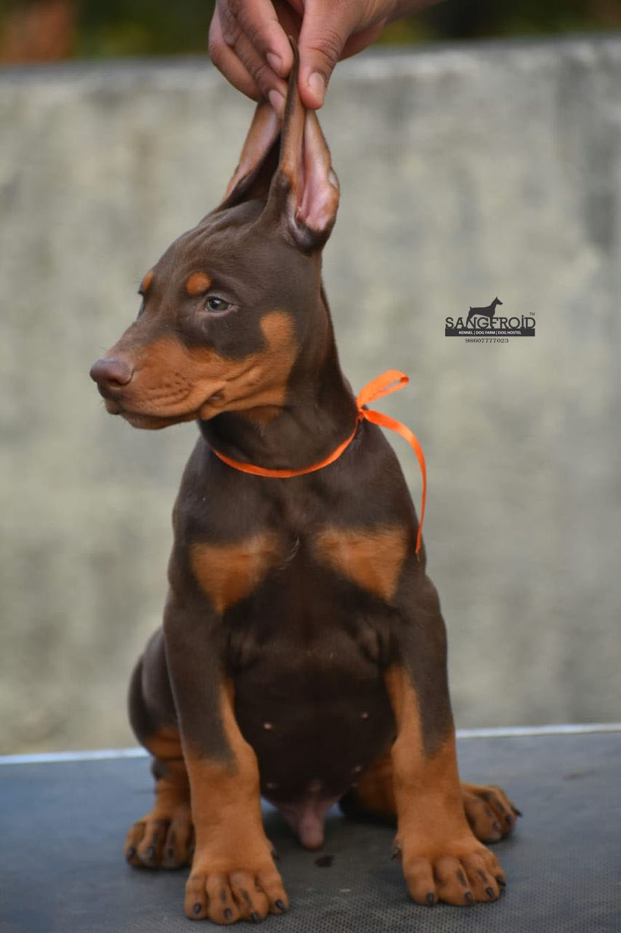 Doberman Puppies For Sale Import Line