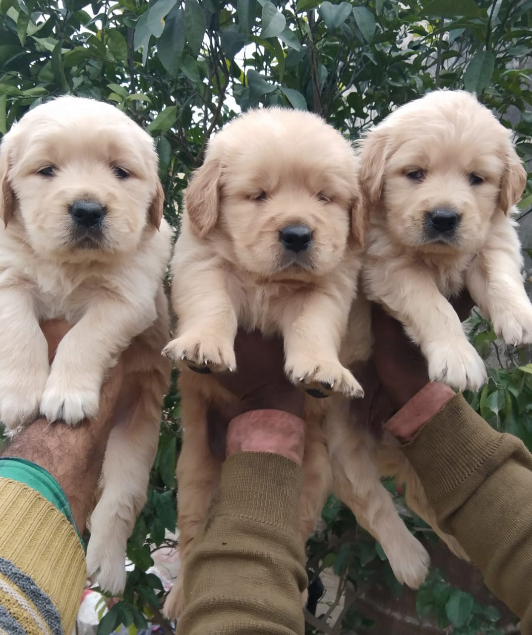 Image of Golden retriever posted on 2022-03-13 14:06:50 from malda