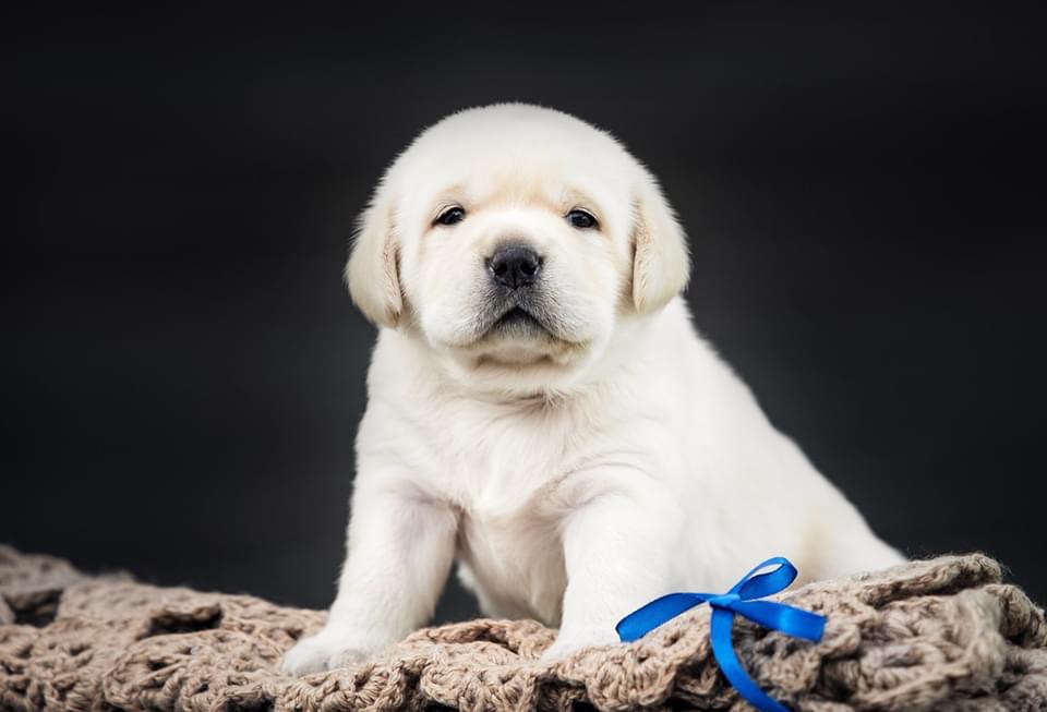 Image of Labrador posted on 2022-08-22 04:07:05 from Mumbai