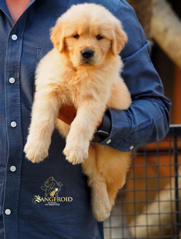 Image of Golden Retriever posted on 2022-08-22 04:07:05 from Mumbai