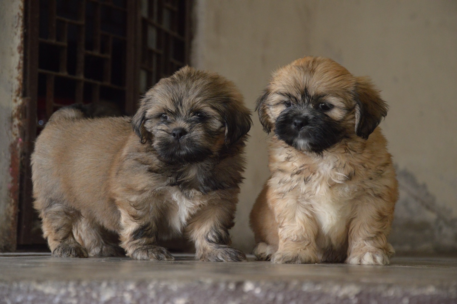 Top quality lasa puppy avlb in pune