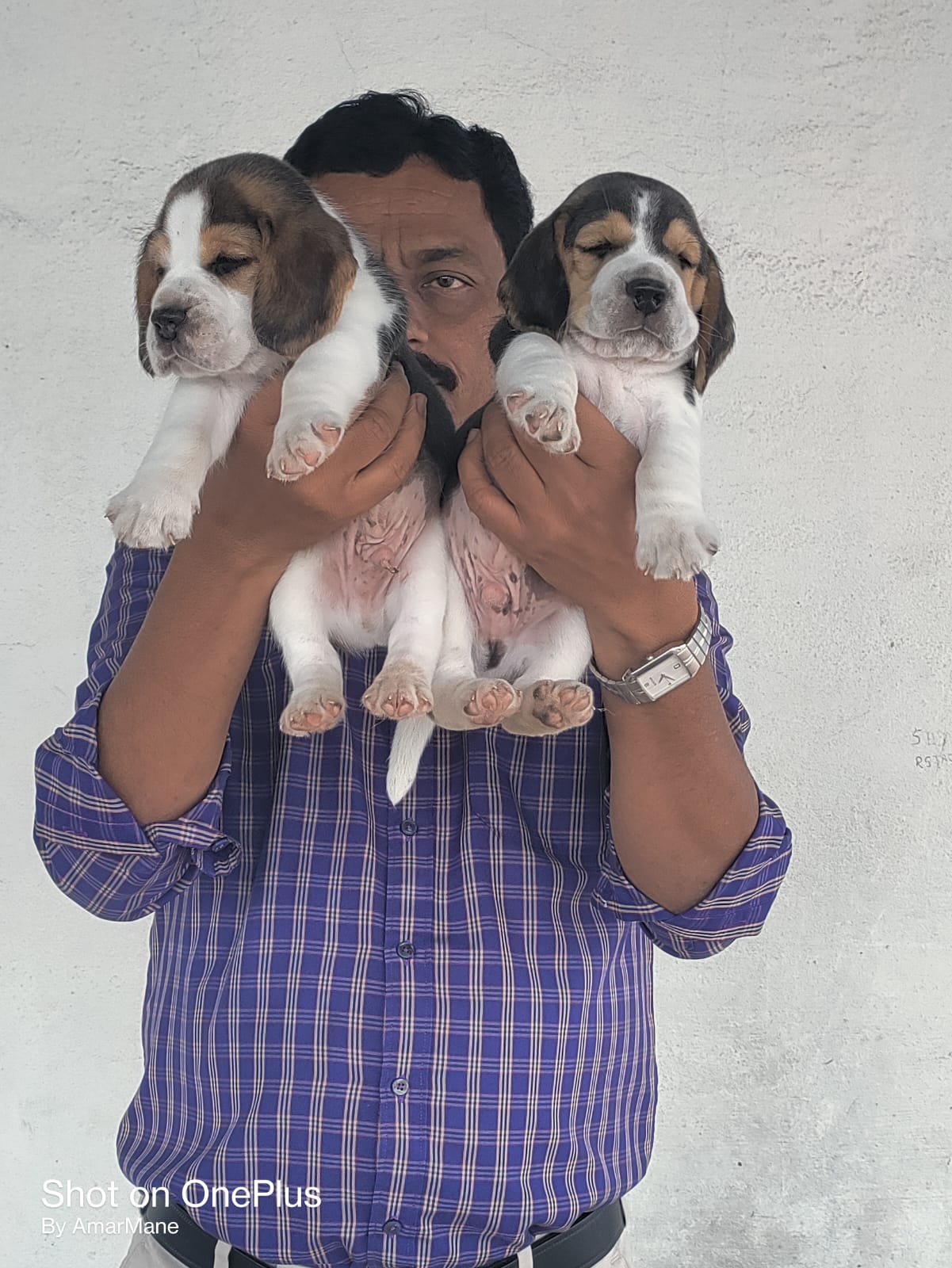 Top quality beagle male and female puppies avlb