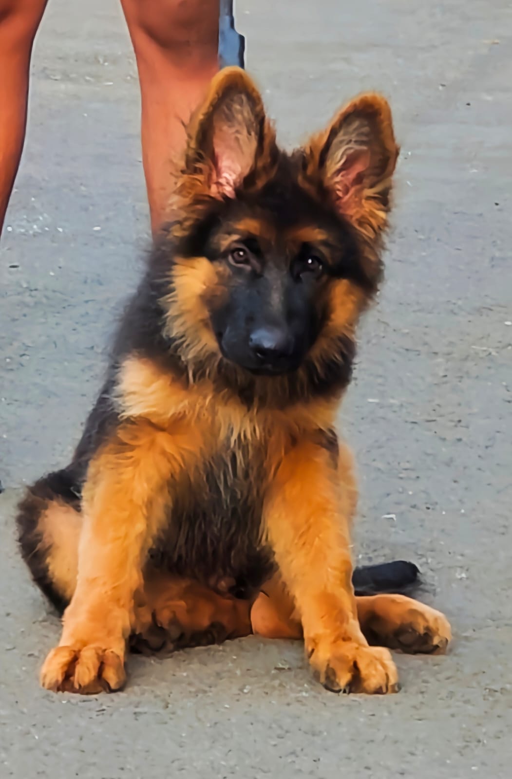 German shepherd two months old puppies avlb in pune