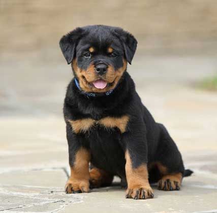 Image of Rottweiler posted on 2022-08-22 04:07:05 from Mumbai