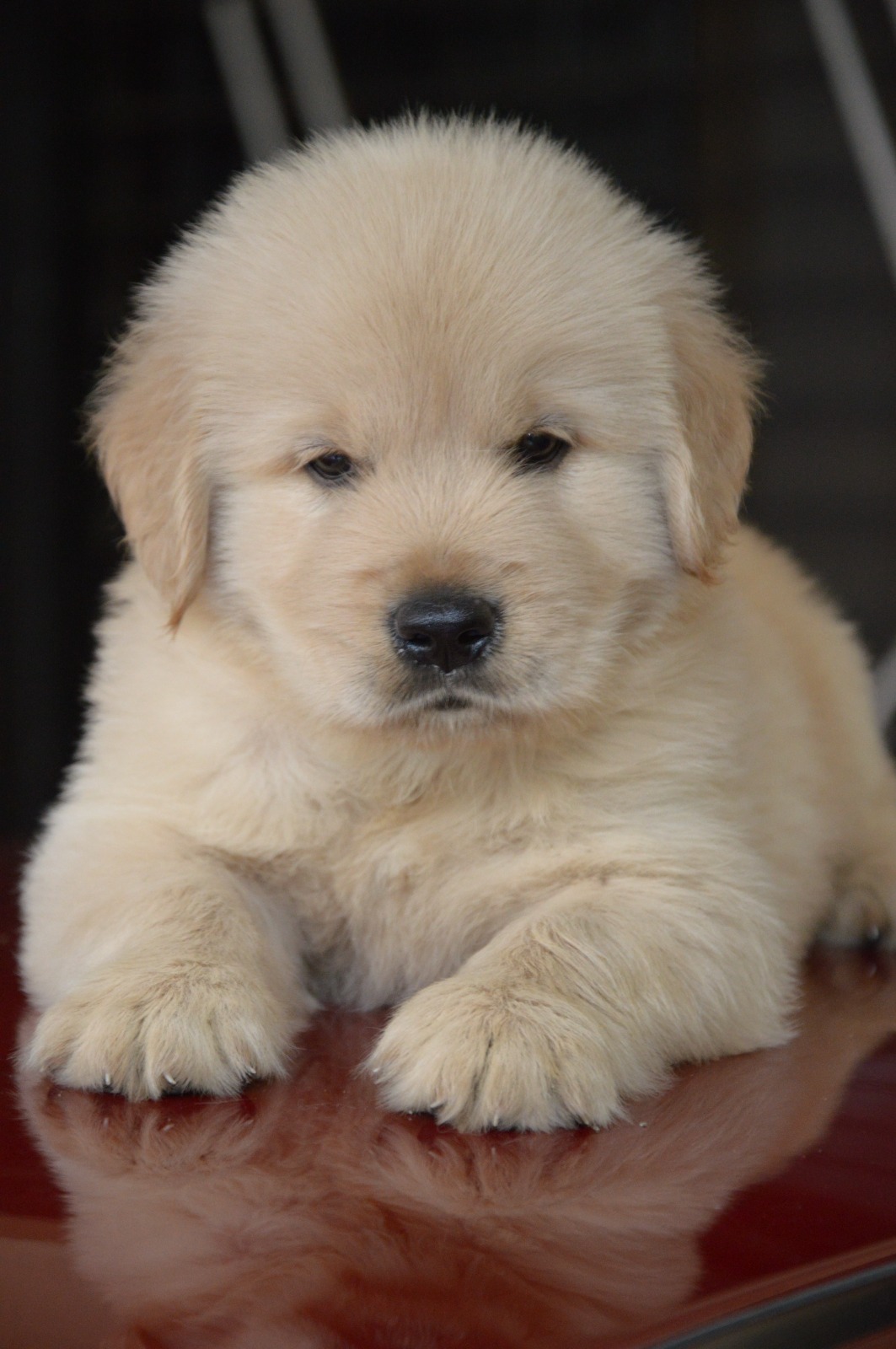 Image of golden retriever posted on 2023-06-15 03:23:53 from pune