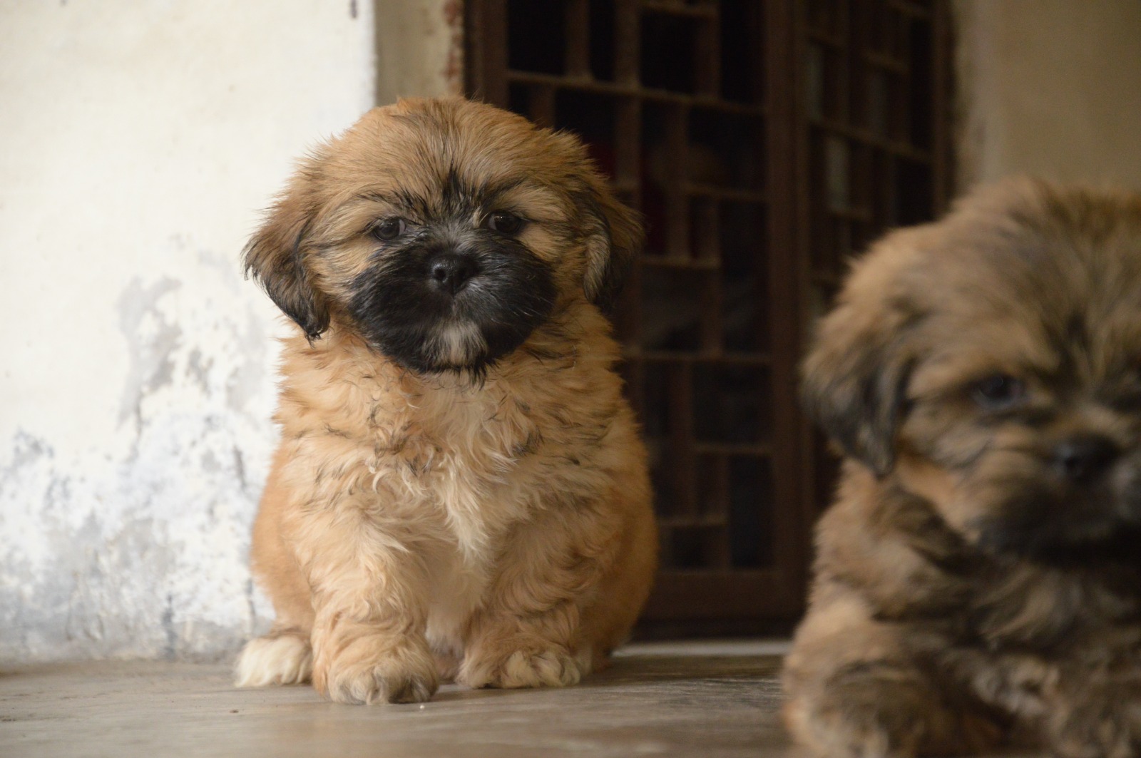 lhasa apso puppies from pune. Breeder: Mr.HARISH M PATHAK