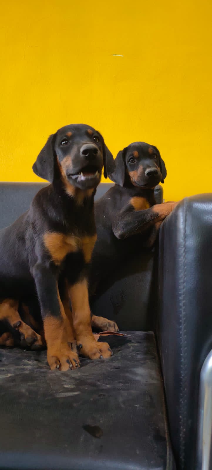 dobeman top quality puppies for sale in pune