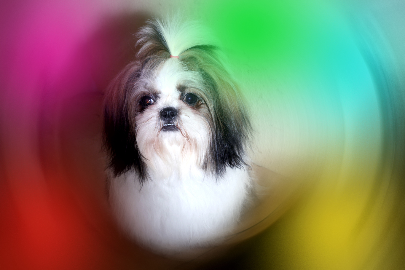 Shih tzu - Male