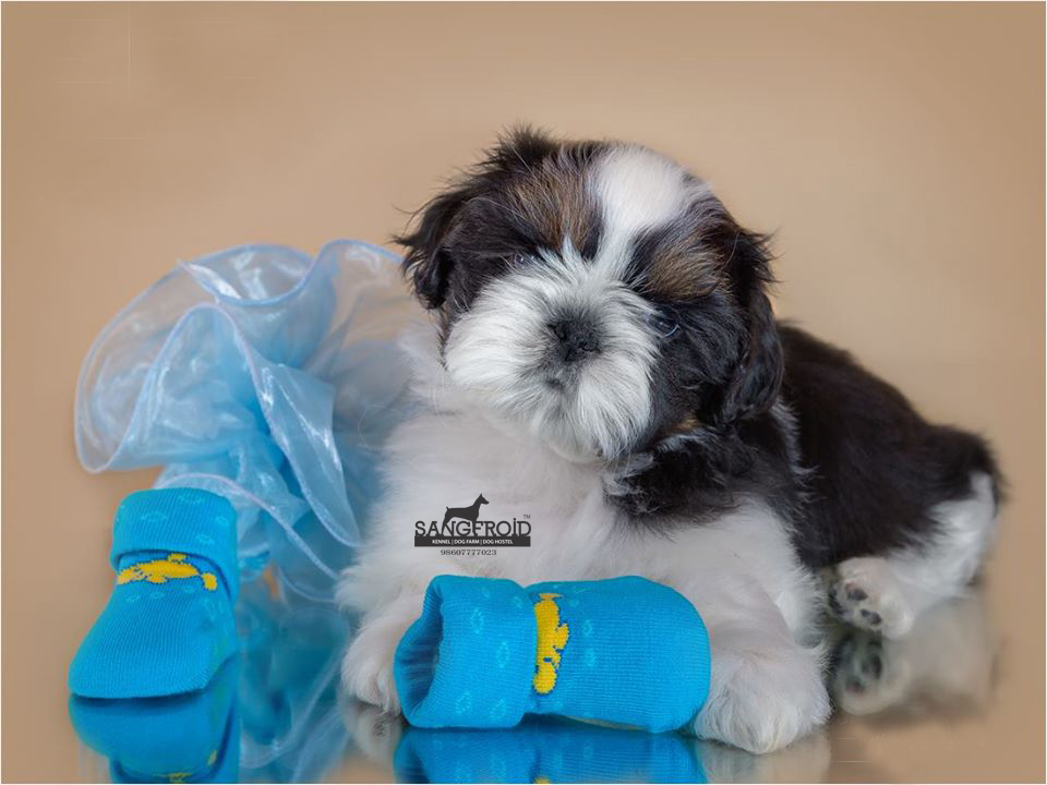 Image of Shih Tzu posted on 2022-08-22 04:07:05 from Mumbai