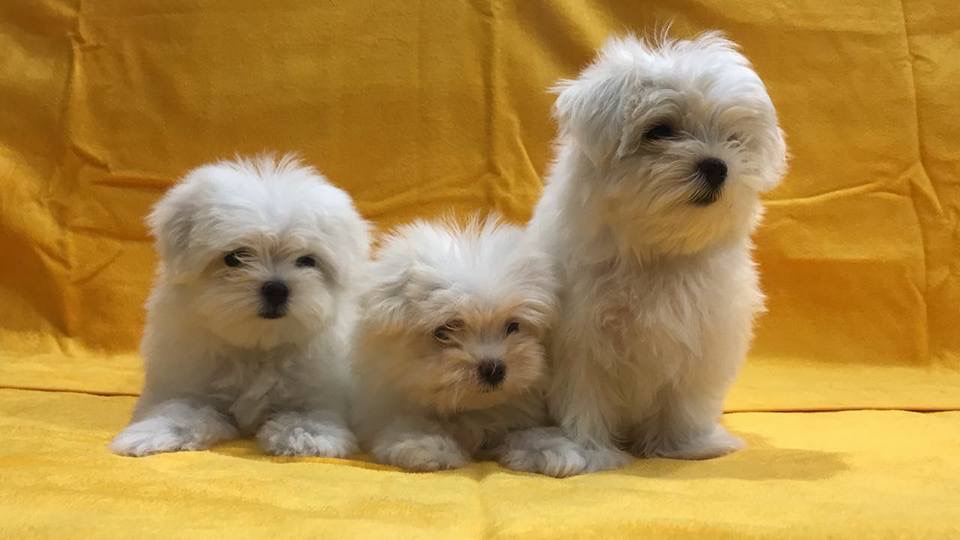 Maltese