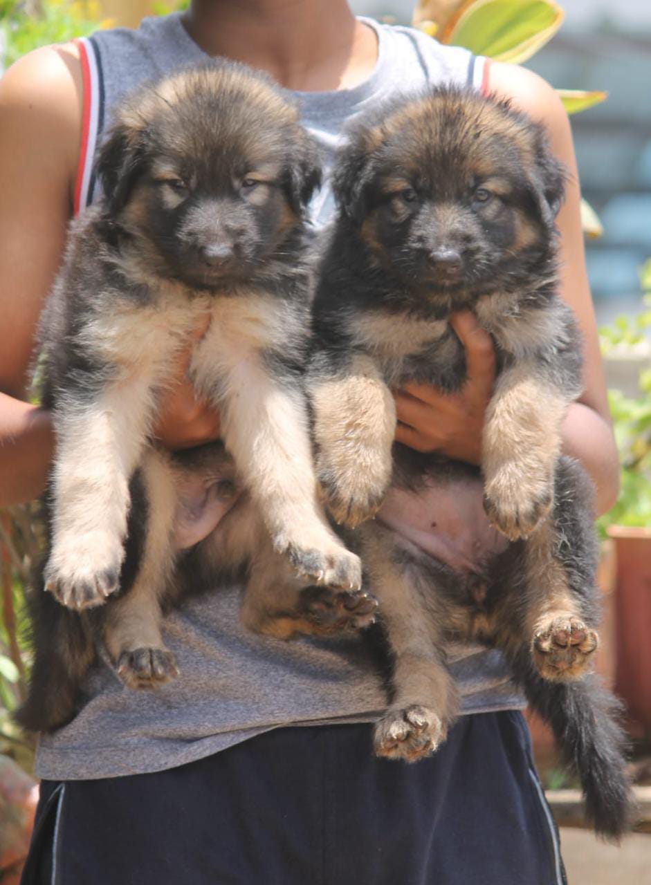 Image of german shepherd posted on 2023-02-10 16:04:10 from Bangalore