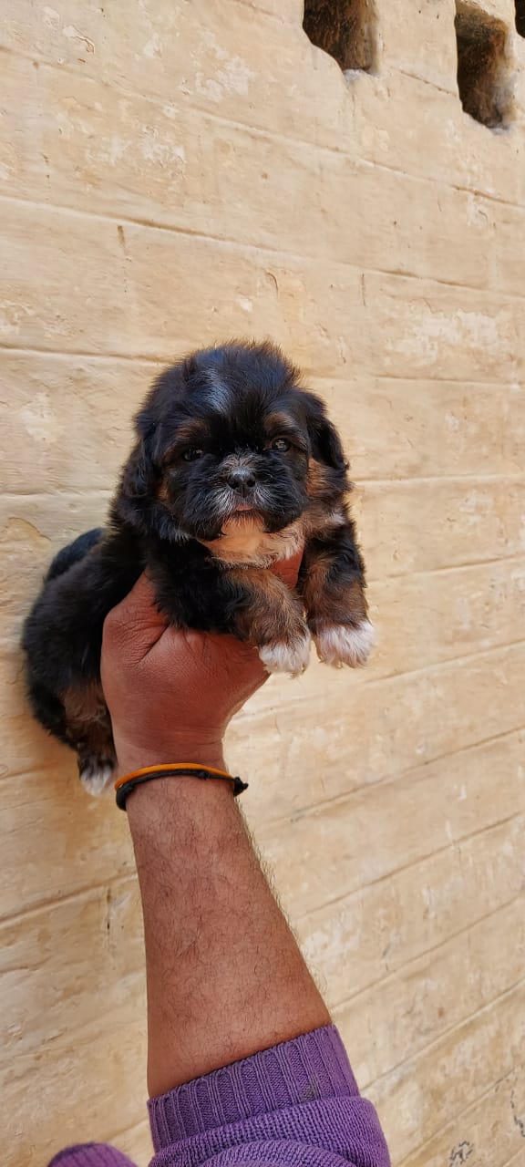 Image of TIBETAN TERRIER posted on 2022-03-26 13:00:08 from Delhi