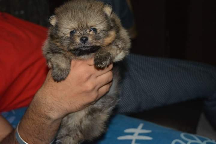 Image of TOY POMERANIAN posted on 2022-03-26 13:00:08 from Delhi