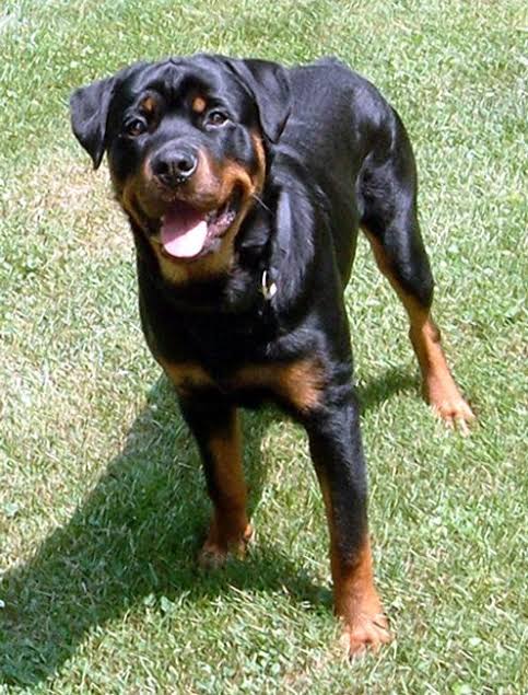 Image of ROTTWEILER posted on 2022-03-26 13:00:08 from Delhi