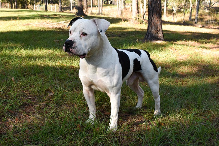 Image of AMERICAN BULLDOG posted on 2022-03-26 13:00:08 from Delhi