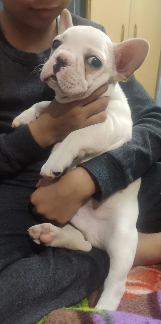 Image of FRENCH BULLDOG posted on 2022-03-26 13:00:08 from gurgaon