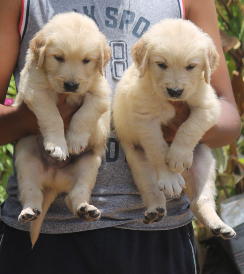 Image of Golden retriver posted on 2023-02-10 16:04:10 from Bangalore