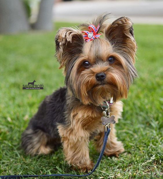 Image of Yorkshire Terrier posted on 2022-08-22 04:07:05 from Mumbai