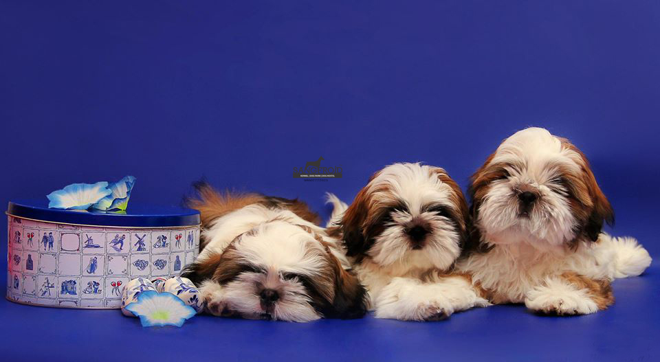 Shih Tzu