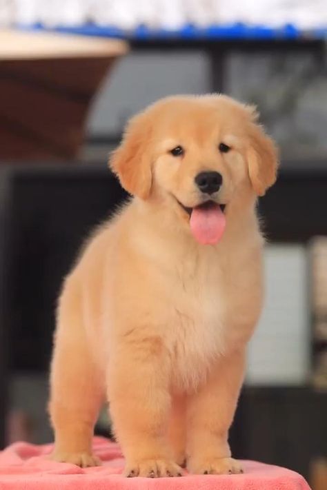 Image of Golden Retriever posted on 2022-08-22 04:07:05 from Mumbai