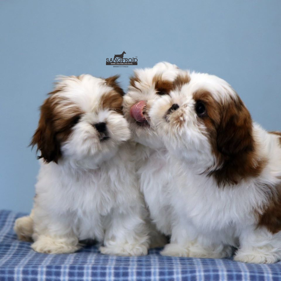 SHih tzu