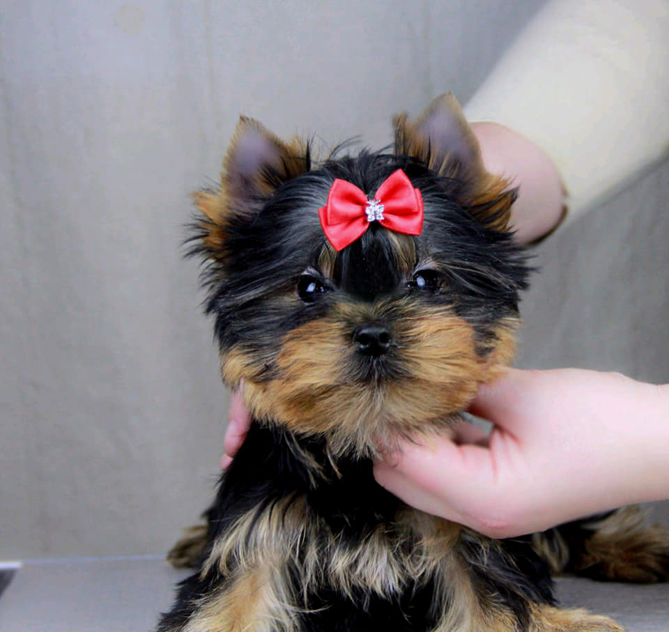 Image of Yorkshire Terrier posted on 2022-08-22 04:07:05 from Mumbai