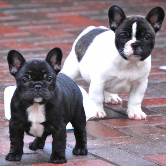 Image of French Bulldog posted on 2022-08-22 04:07:05 from Mumbai