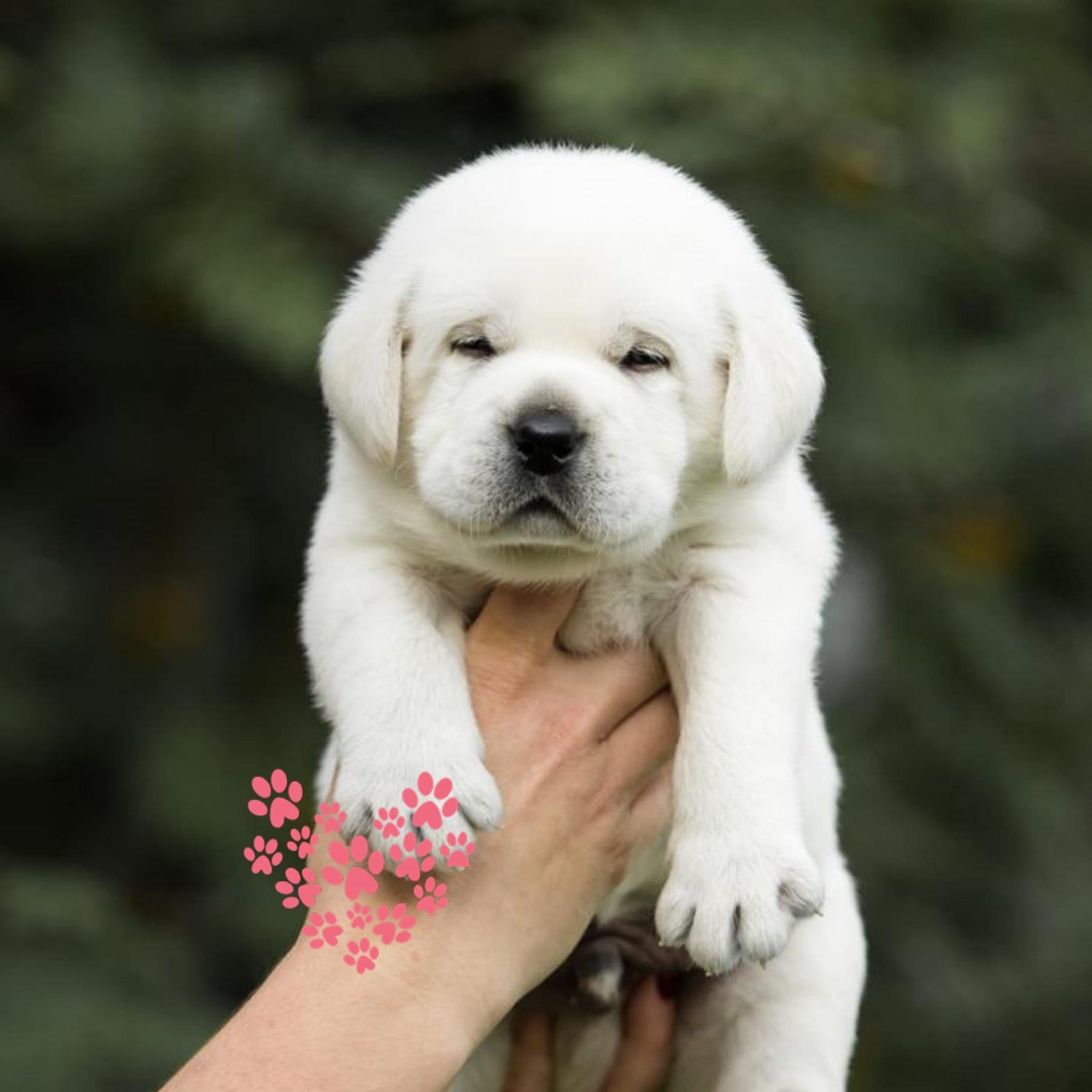 Image of labrador posted on 2022-08-22 04:07:05 from Mumbai