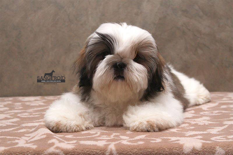 SHih Tzu