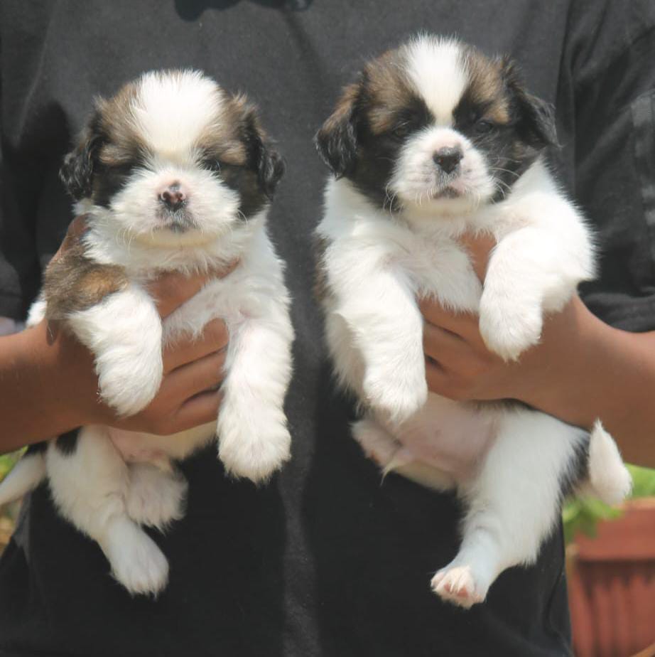 Image of Shishtzu posted on 2023-02-10 16:04:10 from Bangalore