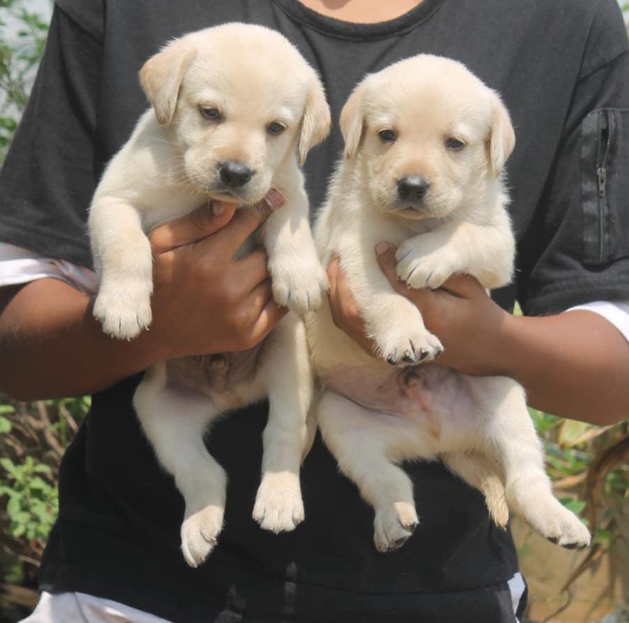 Image of labrador posted on 2023-02-10 16:04:10 from bangalore