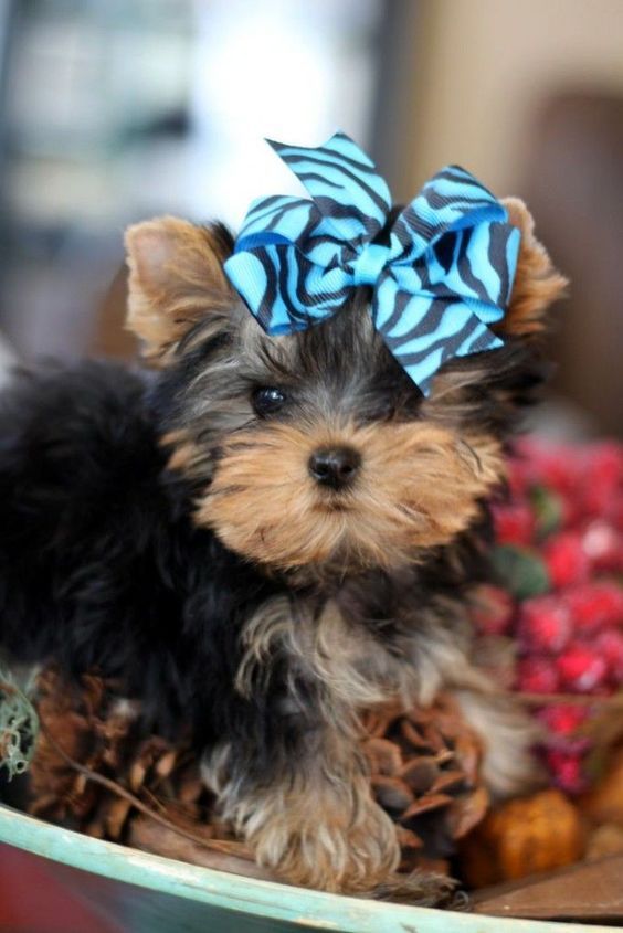 Image of Yorkshire Terrier posted on 2022-08-22 04:07:05 from Mumbai