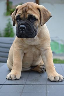 Image of Bullmastiff posted on 2022-03-13 14:06:50 from Delhi