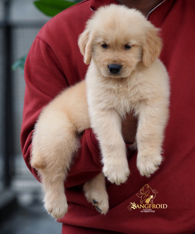 Image of Golden Retriever posted on 2022-08-22 04:07:05 from Mumbai