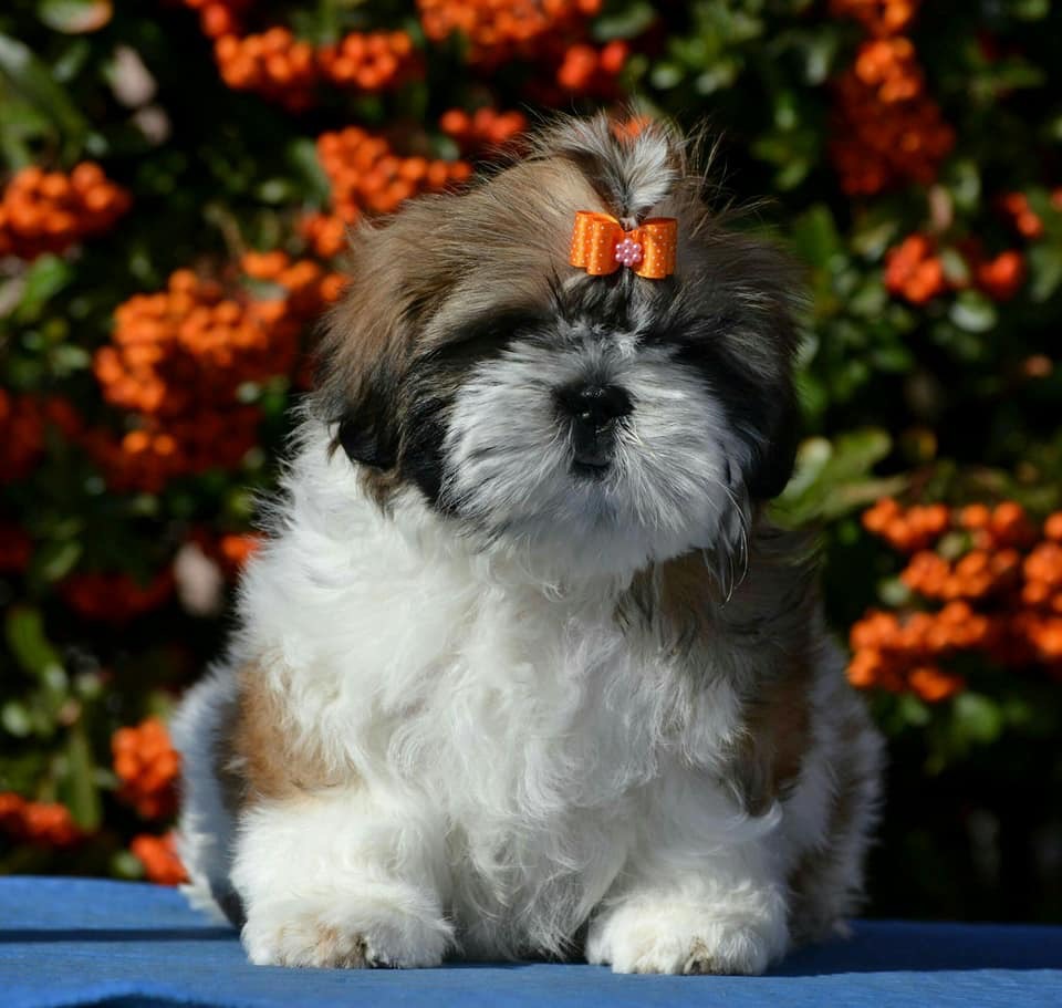 Image of shih tzu posted on 2022-08-22 04:07:05 from Mumbai