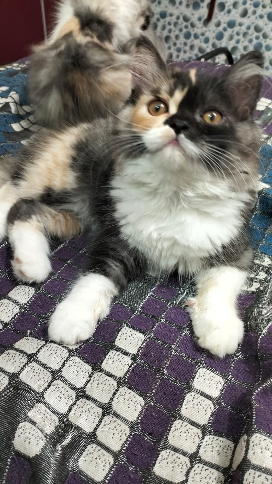 Show quality Persian kitten all colour