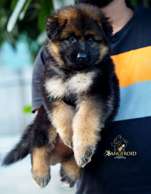 Image of German Shepherd posted on 2022-08-22 04:07:05 from Mumbai