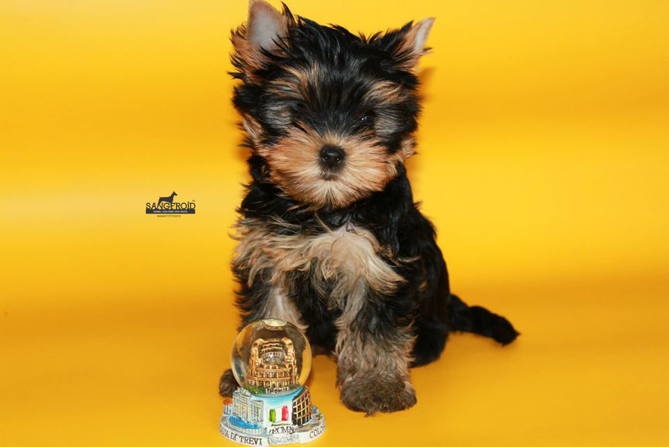 Image of Yorkshire Terrier posted on 2022-08-22 04:07:05 from Mumbai