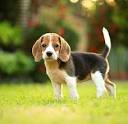 Image of beagle posted on 2022-03-13 14:06:50 from Haryana