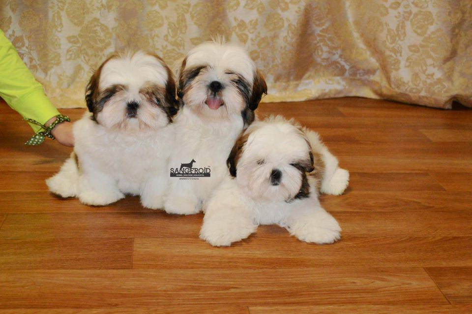 shih tzu