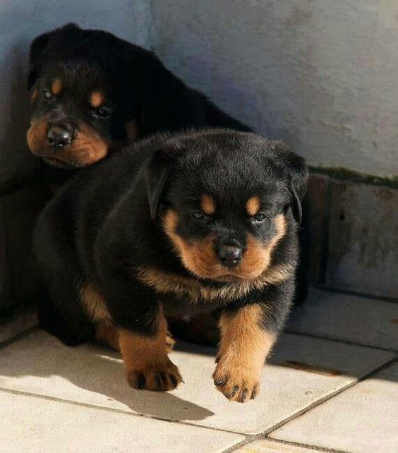 rottweiler