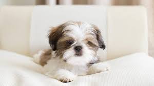 Image of shih tzu posted on 2022-01-28 13:10:23 from Banaswadi