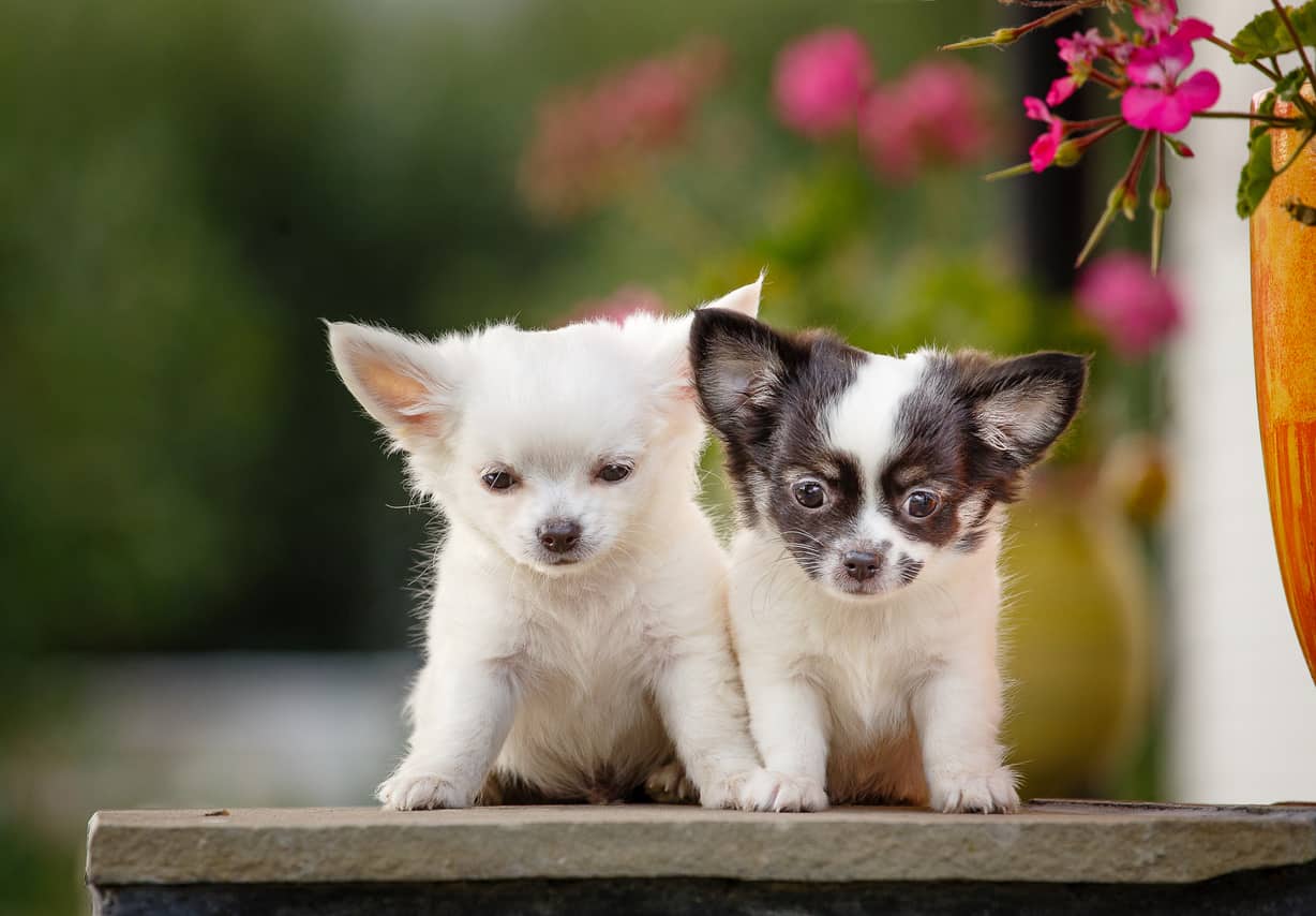 chihuahua puppies from Mumbai. Breeder: PET SHOP ONLINE