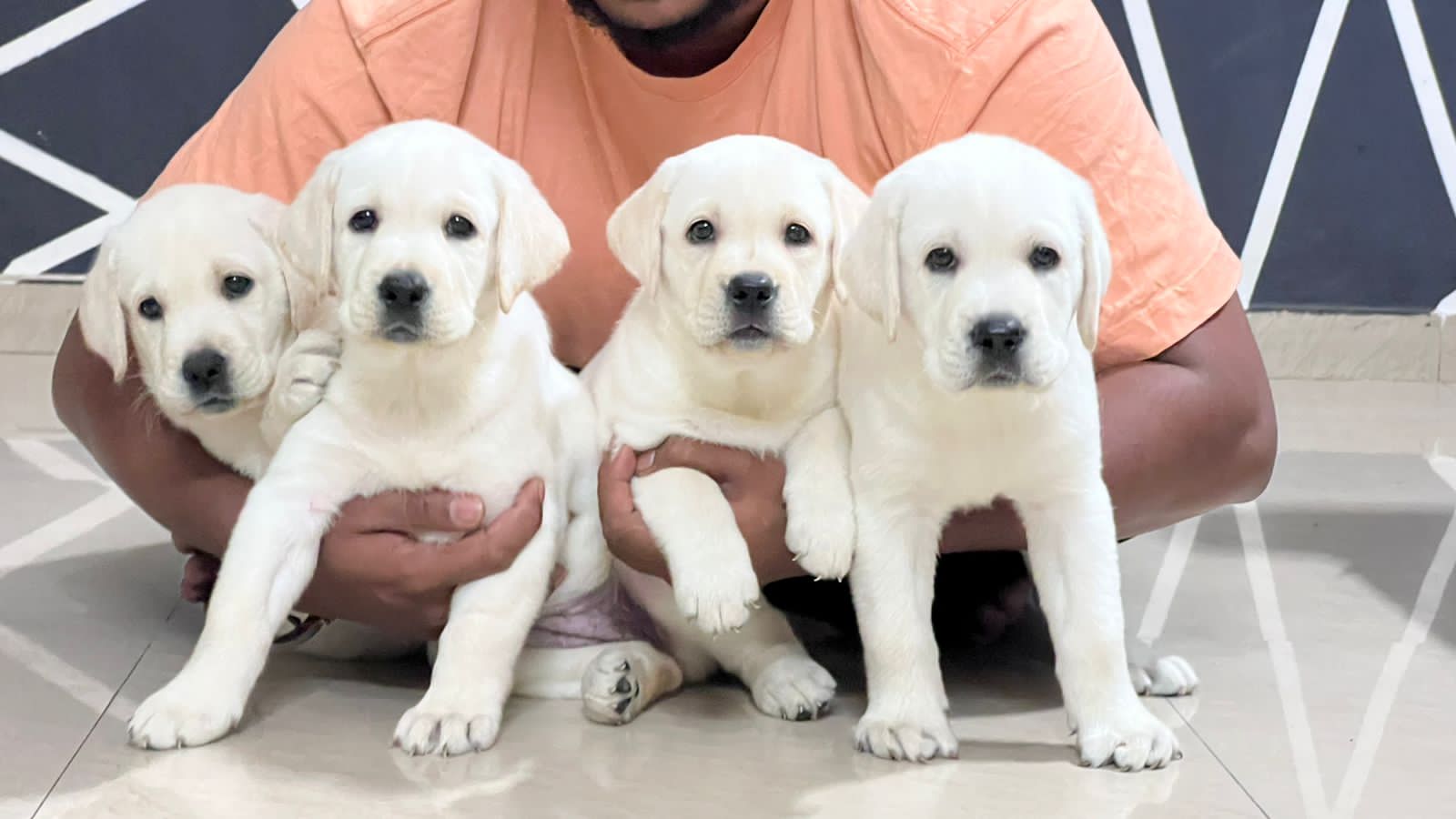 Labrador puppies from Pune. Breeder: Mr.HARISH M PATHAK